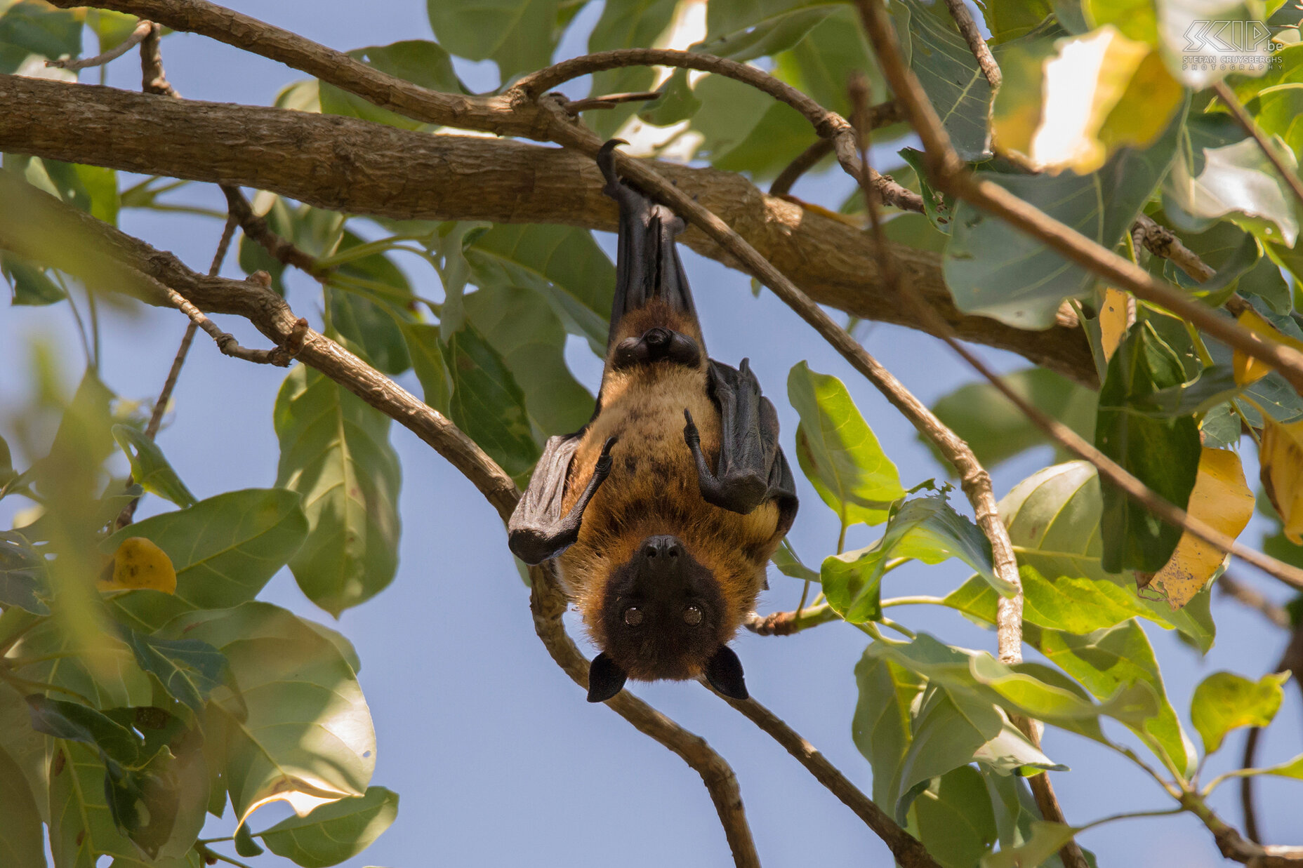 Kabini - Vliegende vos De vliegende vos (Indian flying fox, Pteropus giganteus) is een nachtdier en voedt zich voornamelijk met vruchten en nectar uit bloemen. Overdag hangen ze allemaal samen aan de takken van enkele hoge bomen. Stefan Cruysberghs